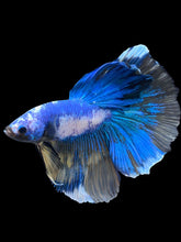 Load image into Gallery viewer, Male Halfmoon - Fancy Marble #2469 - Live Betta Fish
