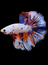 Load image into Gallery viewer, Male Halfmoon - Candy #2469 - Live Betta Fish
