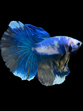 Load image into Gallery viewer, Male Halfmoon - Fancy Marble #2469 - Live Betta Fish
