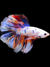 Load image into Gallery viewer, Male Halfmoon - Candy #2469 - Live Betta Fish
