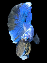 Load image into Gallery viewer, Male Halfmoon - Fancy Marble #2469 - Live Betta Fish
