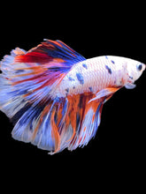 Load image into Gallery viewer, Male Halfmoon - Candy #2469 - Live Betta Fish
