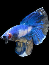 Load image into Gallery viewer, Male Halfmoon - Fancy Marble #2469 - Live Betta Fish
