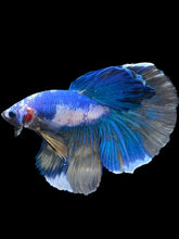 Load image into Gallery viewer, Male Halfmoon - Fancy Marble #2469 - Live Betta Fish
