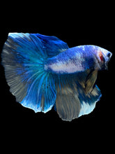 Load image into Gallery viewer, Male Halfmoon - Fancy Marble #2469 - Live Betta Fish
