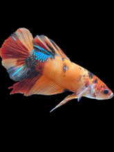 Load image into Gallery viewer, GIANT Male Halfmoon Plakat - Galaxy #246 - Live Betta Fish
