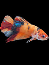Load image into Gallery viewer, GIANT Male Halfmoon Plakat - Galaxy #246 - Live Betta Fish
