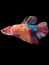 Load image into Gallery viewer, GIANT Male Halfmoon Plakat - Galaxy #246 - Live Betta Fish
