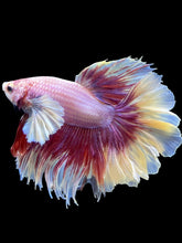 Load image into Gallery viewer, Male Rosetail - Purple Dumbo #2471 - Live Betta Fish
