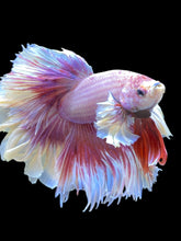 Load image into Gallery viewer, Male Rosetail - Purple Dumbo #2471 - Live Betta Fish
