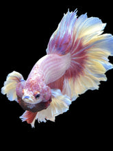 Load image into Gallery viewer, Male Rosetail - Purple Dumbo #2471 - Live Betta Fish
