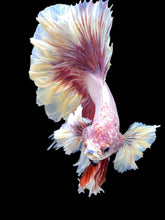 Load image into Gallery viewer, Male Rosetail - Purple Dumbo #2471 - Live Betta Fish
