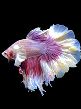 Load image into Gallery viewer, Male Rosetail - Purple Dumbo #2471 - Live Betta Fish
