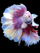 Load image into Gallery viewer, Male Rosetail - Purple Dumbo #2471 - Live Betta Fish
