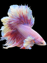 Load image into Gallery viewer, Male Rosetail - Purple Dumbo #2471 - Live Betta Fish
