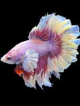 Load image into Gallery viewer, Male Rosetail - Purple Dumbo #2471 - Live Betta Fish
