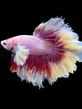 Load image into Gallery viewer, Male Rosetail - Purple Dumbo #2471 - Live Betta Fish
