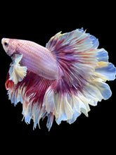 Load image into Gallery viewer, Male Rosetail - Purple Dumbo #2471 - Live Betta Fish
