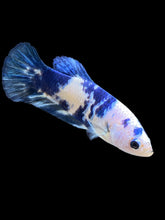 Load image into Gallery viewer, Female Halfmoon Plakat - Blue Cow #2472 - Live Betta Fish
