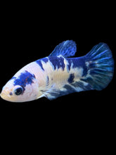Load image into Gallery viewer, Female Halfmoon Plakat - Blue Cow #2472 - Live Betta Fish
