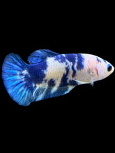 Load image into Gallery viewer, Female Halfmoon Plakat - Blue Cow #2472 - Live Betta Fish
