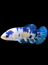 Load image into Gallery viewer, Female Halfmoon Plakat - Blue Cow #2472 - Live Betta Fish
