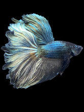 Load image into Gallery viewer, Male Rosetail - Fancy Copper #2473 - Live Betta Fish
