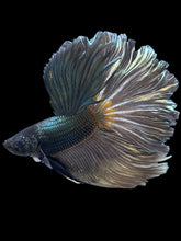 Load image into Gallery viewer, Male Rosetail - Fancy Copper #2473 - Live Betta Fish
