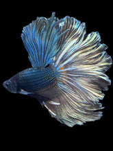 Load image into Gallery viewer, Male Rosetail - Fancy Copper #2473 - Live Betta Fish
