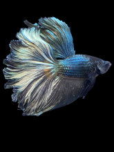 Load image into Gallery viewer, Male Rosetail - Fancy Copper #2473 - Live Betta Fish

