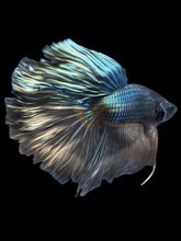 Load image into Gallery viewer, Male Rosetail - Fancy Copper #2473 - Live Betta Fish
