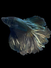 Load image into Gallery viewer, Male Rosetail - Fancy Copper #2473 - Live Betta Fish
