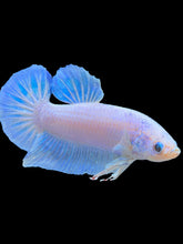 Load image into Gallery viewer, GIANT Male Halfmoon Plakat - Pastel #2474 - Live Betta Fish
