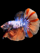 Load image into Gallery viewer, Male Halfmoon - Galaxy #2476 - Live Betta Fish
