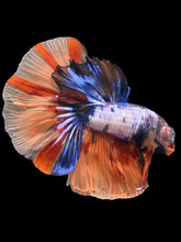 Load image into Gallery viewer, Male Halfmoon - Galaxy #2476 - Live Betta Fish
