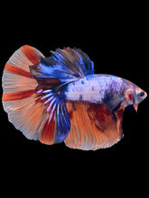 Load image into Gallery viewer, Male Halfmoon - Galaxy #2476 - Live Betta Fish
