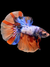 Load image into Gallery viewer, Male Halfmoon - Galaxy #2476 - Live Betta Fish

