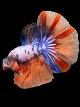 Load image into Gallery viewer, Male Halfmoon - Galaxy #2476 - Live Betta Fish
