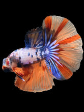 Load image into Gallery viewer, Male Halfmoon - Galaxy #2476 - Live Betta Fish
