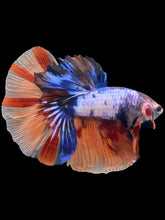 Load image into Gallery viewer, Male Halfmoon - Galaxy #2476 - Live Betta Fish
