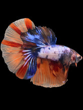 Load image into Gallery viewer, Male Halfmoon - Galaxy #2476 - Live Betta Fish
