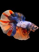 Load image into Gallery viewer, Male Halfmoon - Galaxy #2476 - Live Betta Fish
