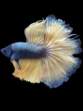 Load image into Gallery viewer, Male Halfmoon - Copper Mustard #2477 - Live Betta Fish (NIP TAIL)
