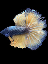 Load image into Gallery viewer, Male Halfmoon - Copper Mustard #2477 - Live Betta Fish (NIP TAIL)
