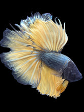 Load image into Gallery viewer, Male Halfmoon - Copper Mustard #2477 - Live Betta Fish (NIP TAIL)
