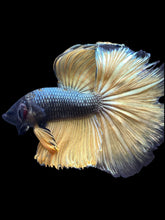 Load image into Gallery viewer, Male Halfmoon - Copper Mustard #2477 - Live Betta Fish (NIP TAIL)
