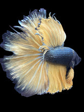 Load image into Gallery viewer, Male Halfmoon - Copper Mustard #2477 - Live Betta Fish (NIP TAIL)
