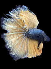 Load image into Gallery viewer, Male Halfmoon - Copper Mustard #2477 - Live Betta Fish (NIP TAIL)
