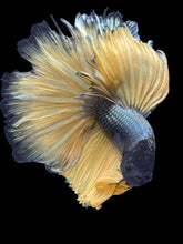 Load image into Gallery viewer, Male Halfmoon - Copper Mustard #2477 - Live Betta Fish (NIP TAIL)
