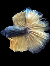 Load image into Gallery viewer, Male Halfmoon - Copper Mustard #2477 - Live Betta Fish (NIP TAIL)
